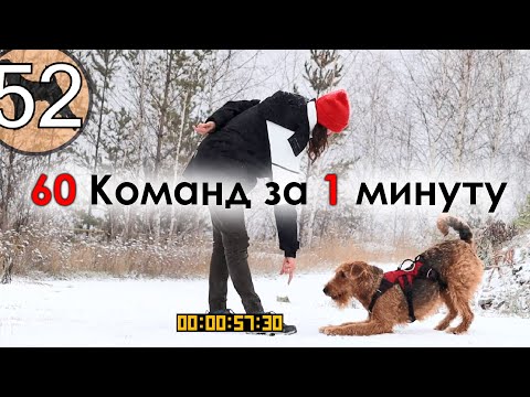 Видео: 60 команд за одну минуту. Личный Челендж.