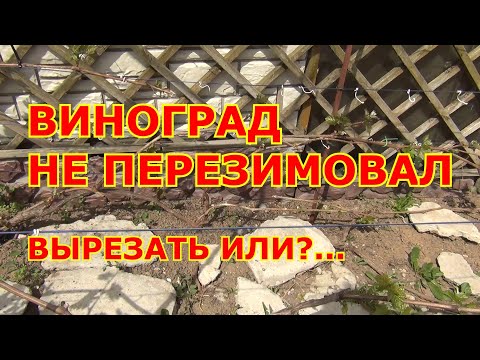 Видео: ВИНОГРАД НЕ ПЕРЕЗИМОВАЛ. РЕЗАТЬ или?...