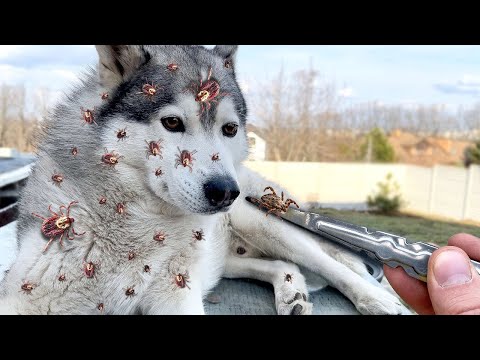 Видео: ШОК! 93 КЛЕЩА НА ХАСКИ !!!