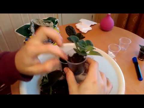 Видео: Отделяем и  пересаживаем  детки фиалок! Мастер класс!