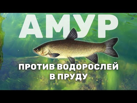 Видео: Белый амур. Запуск травоядной рыбы в пруд для борьбы с нитевидными водорослями