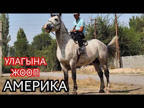 Видео: АЖЫКЕДЕ ЧАБЫЛГАН АКТИЛЕКТИН АМЕРИКАСЫ