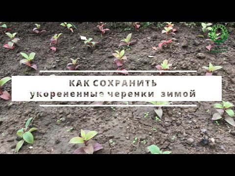 Видео: КАК СОХРАНИТЬ укорененные черенки роз и гортензий  зимой. Питомник 🌹 и 🌲 Е. Иващенко