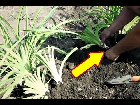 Видео: Сделайте это с лилейником осенью в октябре и сентябре для бурного цветения на следующий год!