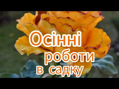 Видео: Осінні справи в садочку.Які квіти продовжують ще квітнути