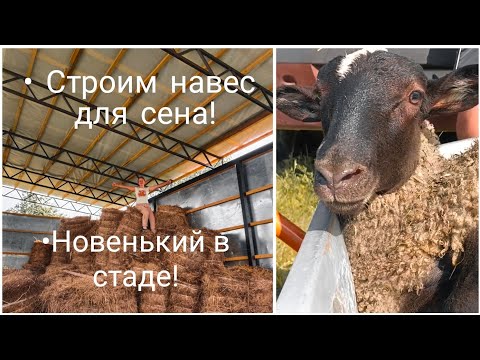 Видео: Навес для хранения сена/ Новый баран в стаде