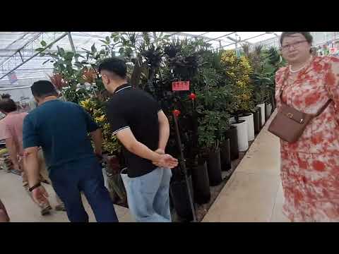Видео: Гул бозори 4