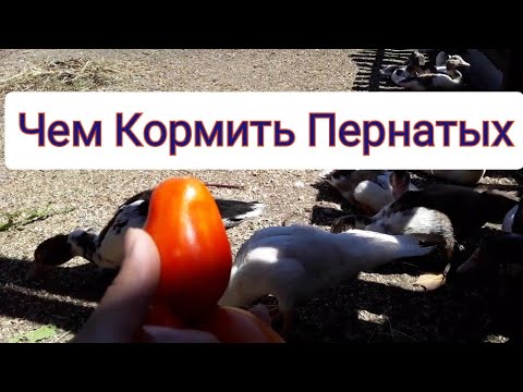Видео: Можно Ли Кормить Уток ... ? / Домашняя птица