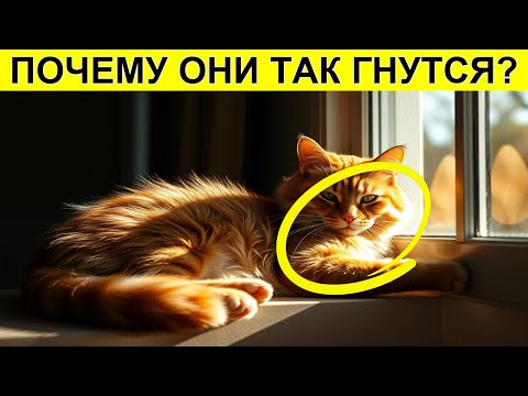 Видео: 🐱 Почему ваша кошка КАЖДЫЙ ДЕНЬ тратит 40 минут на потягивания