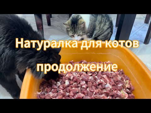 Видео: Натуралка для котов. Продолжение