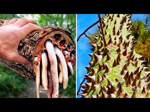 Видео: 14 Самых опасных Деревьев на планете