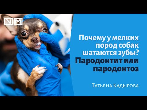 Видео: Почему у мелких пород собак шатаются зубы, пародонтит или пародонтоз