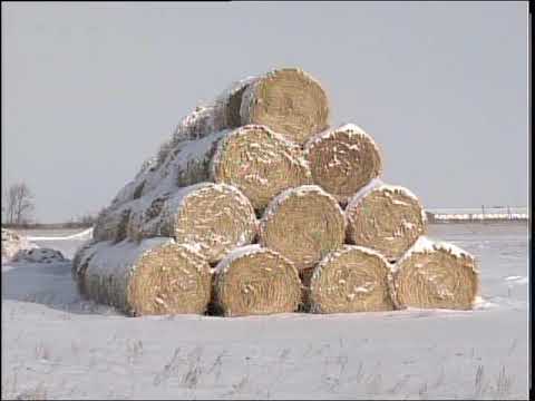 Видео: КРС в Красной поляне РУС