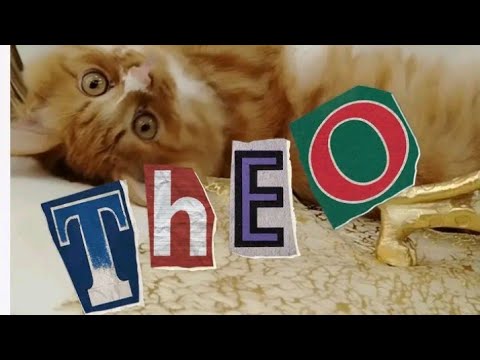 Видео: 🐾 Котик Тео — смешные и очаровательные моменты дома