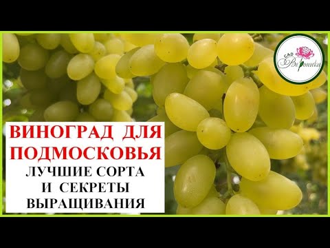 Видео: ВИНОГРАД ИДЕТ НА СЕВЕР