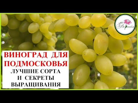 Видео: ВИНОГРАД ИДЕТ НА СЕВЕР