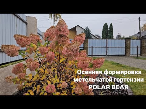 Видео: Осенняя формировка куста метельчатой гортензии POLAR BEAR. 25 октября 2025 г.