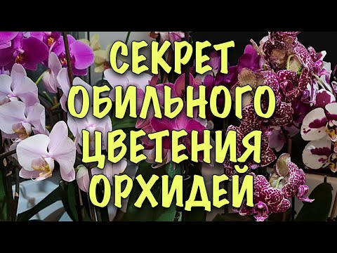 Видео: Как ПРАВИЛЬНО обрезать орхидеи чтобы они ДОЛГО И ОБИЛЬНО ЦВЕЛИ. ОШИБКА МНОГИХ ЦВЕТОВОДОВ!