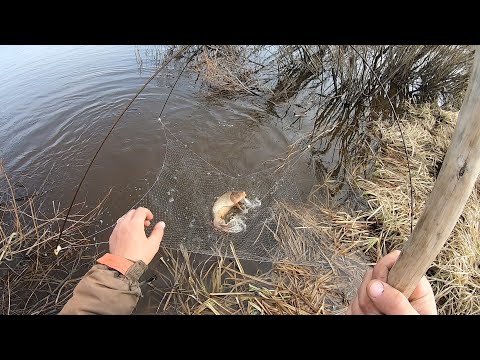 Видео: ВЗЯЛ ПЕРВОГО САЗАНА НА ПАУК.ЭТА РЫБАЛКА МЕНЯ ОЧЕНЬ ПОРАДОВАЛА. РЫБА НА КАЖДОМ ПОДЪЁМЕ!!!