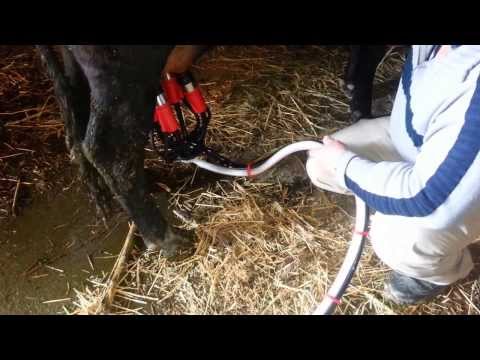 Видео: Доильный аппарат Моя Милка 1