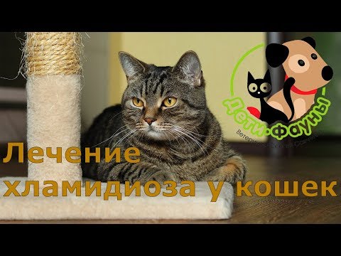 Видео: Лечение хламидиоза у кошки