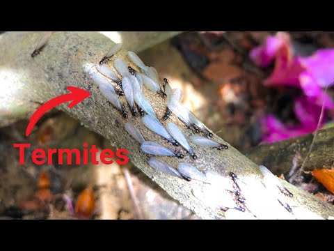 Видео: СЭКОНОМЬТЕ ТЫСЯЧИ С ПОМОЩЬЮ ЭТИХ СОВЕТОВ ПО БОРЬБЕ С ТЕРМИТАМИ!