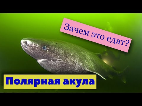 Видео: Хакарль. Ферментированная акула  | Как это сделано