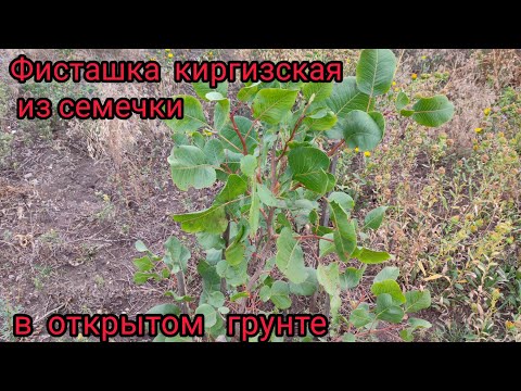 Видео: Фисташка киргизская из семян в открытом грунте , мой опыт выращивания.