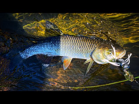 Видео: Ловля голавля по низкой воде, разловил T.H. Tackle hamamushi