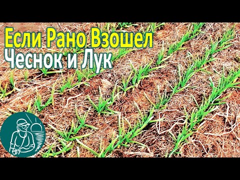 Видео: 🧄🧅 Что делать если чеснок, лук взошел зимой-осенью 🌱 Посадка чеснока, лука по технологии Гордеевых