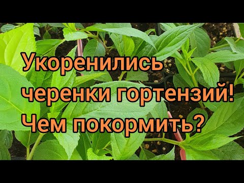 Видео: Подкормка укорененных черенков гортензий.