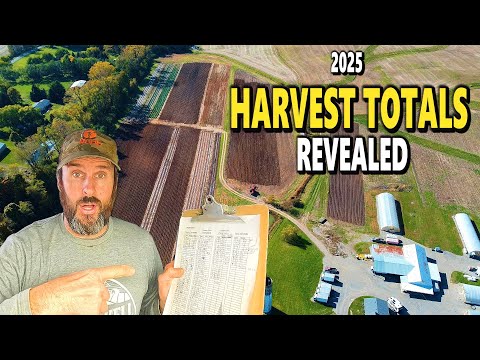 Видео: Раскрываем урожай овощей в 2025 году: как на самом деле выдался наш сезон