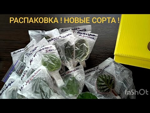 Видео: РАСПАКОВКА НОВЫХ СОРТОВ ! СТАНДАРТЫ !