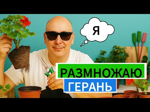 Видео: Размножаю герань КАК ПРОФИ!