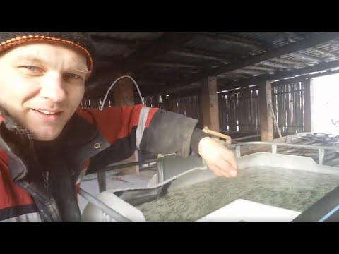 Видео: Бизнес в деревне! ФОРЕЛЕВАЯ ФЕРМА!