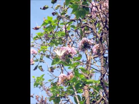 Видео: песня о Мелитополе