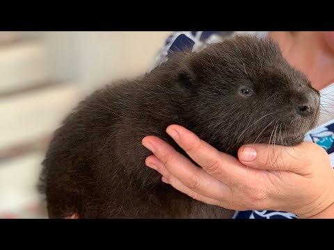Видео: ДР часть два. Выдра vs Бобр купание.