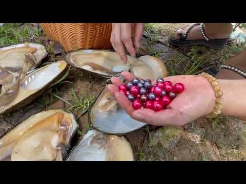 Видео: Девушка обнаружила, что эти мидии были полны жемчуга, и красные жемчужины были очень красивыми.