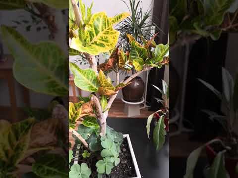 Видео: "Его не спасти!" - кричали цветоводы)