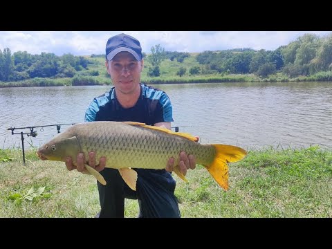 Видео: Рыбалка 20.07.2023 Новопролитарка. Клюнул трофейный сазан.