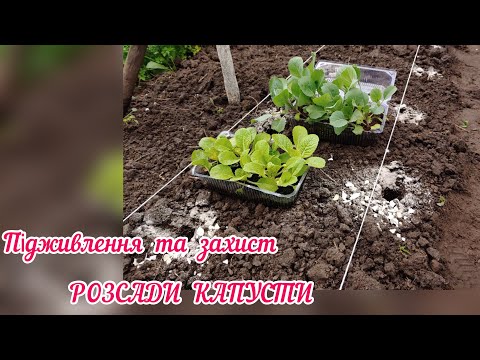 Видео: Як захистити  розсаду капусти  від шкідників / ОРГАНІЧНІ  ПІДЖИВЛЕННЯ КАПУСТИ.