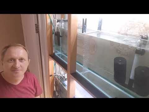 Видео: Коридорас Джули разведение.  часть 1 я.  Начало.