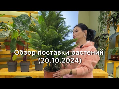 Видео: Распаковка поставки растений из Голландии(20.10.2024)🌱