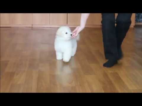 Видео: Бишон фризе, девочка Николь