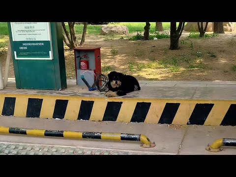Видео: Мне понадобилось 20 дней, чтобы спасти пса, ждавшего хозяина у зарядки!