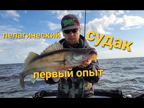 Видео: Ловля судака с Panoptix