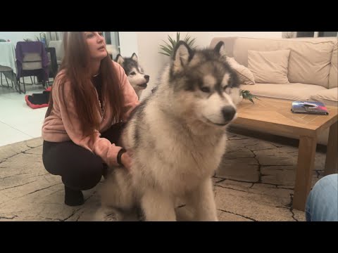 Видео: Наша обычная практика: как справиться с собаками в ночь фейерверков! (Он так напуган!!)