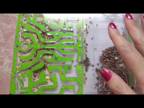 Видео: Life-ВЛОГ (Старые и новые питомцы; снова готовлю).