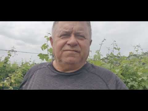 Видео: Смяна на формировка. Затревямане на междуредието.