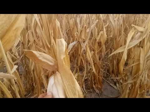 Видео: Молотим кукурудзу Нива ск5 2020 частина1